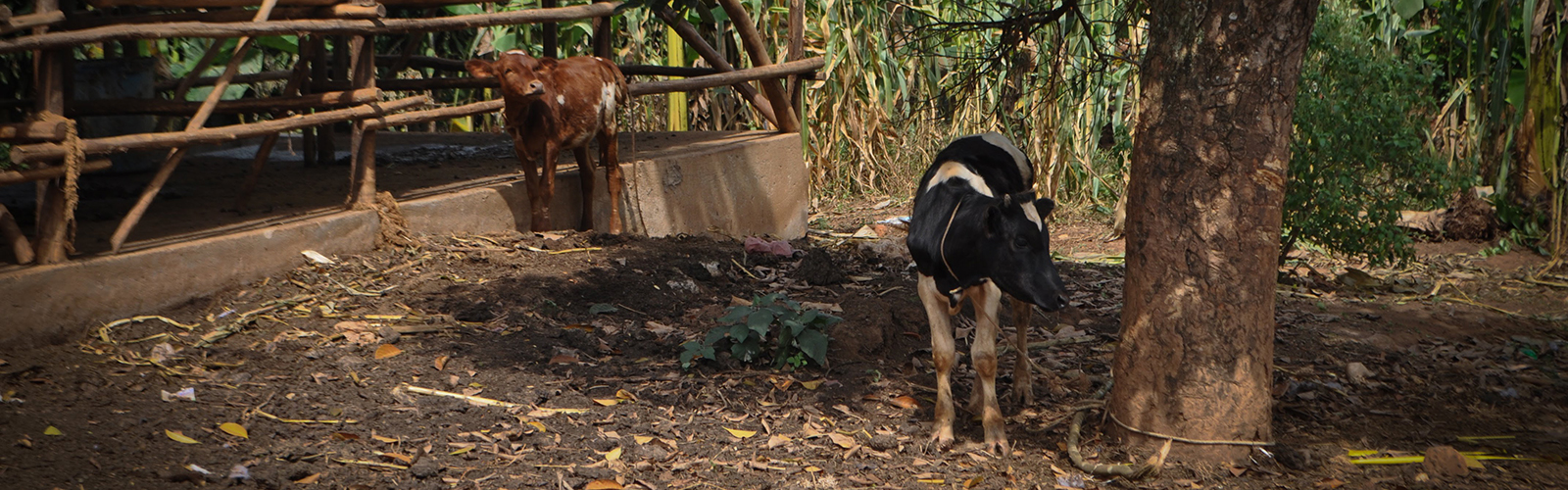 Two cows, near an enclosure, with rows of corn behind them.